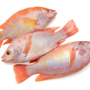 Red Tilapia 500/800 4 Kg