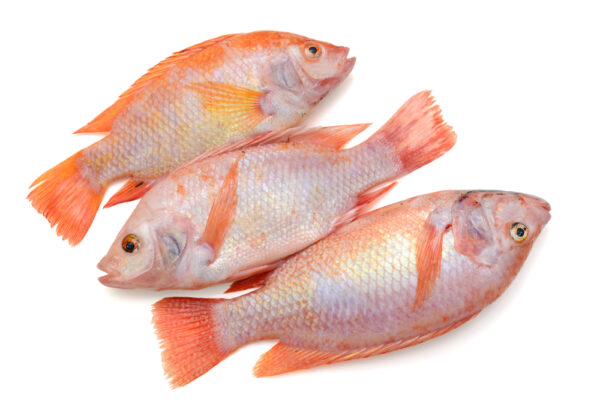 Red Tilapia 500/800 4 Kg