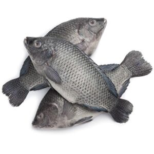 Tilapia 500/800  4 Kg