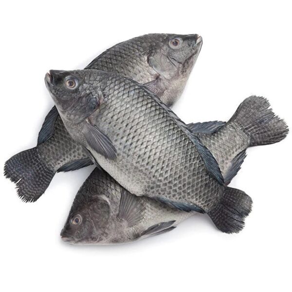 Tilapia 500/800  4 Kg