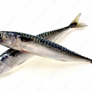 Mackerel Size 400-600g IE 25 Kg