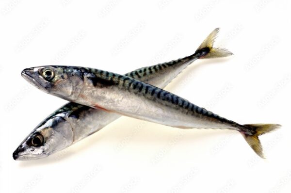 Mackerel Size 400-600g IE 25 Kg
