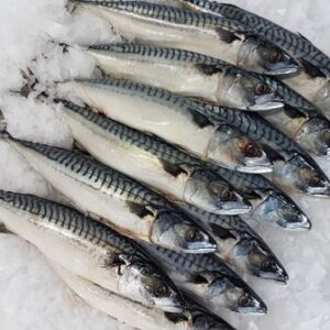 Mackerel 10kg