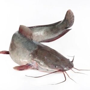 Catfish Gutted & IWP 500-800gram 4 Kg
