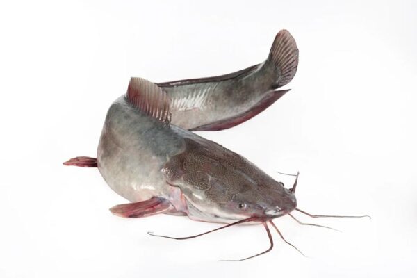 Catfish Gutted & IWP 500-800gram 4 Kg